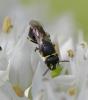Hylaeus sp.